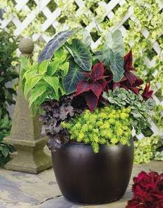 Garden pot creations made on site.  Organic vegetable and herb plants.  Tropicals & perennials-the best plants and fair prices all spring !