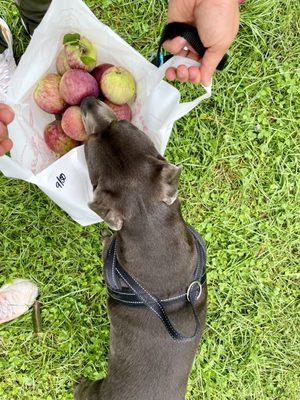 Dr Davies Farm Stand