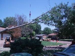 ESBS Tree Services