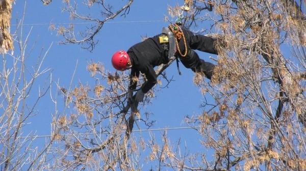 Proper pruning requires knowledge and skill.