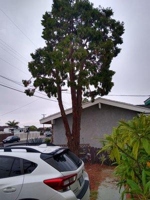 Juniper after lacing. It was very dense and ragged looking.