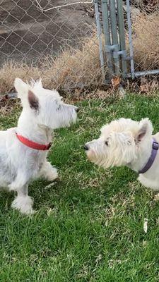 Ralphie and Teddy playing chase.