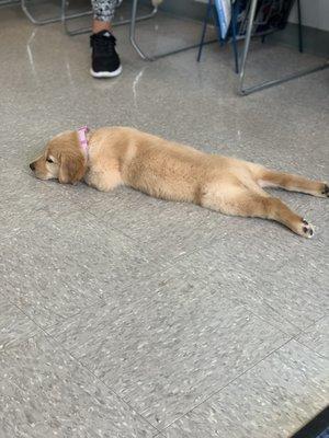 Bailey's 12 week checkup/vaccination visit. Completely at ease at Middletown Vet Clinic!