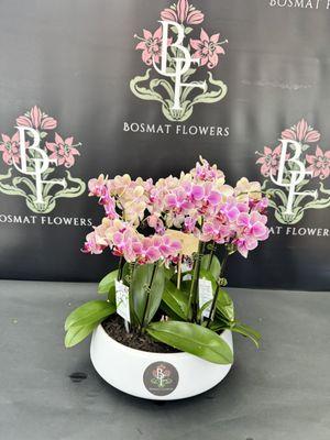 Mini Phalaenopsis orchid Arrangement