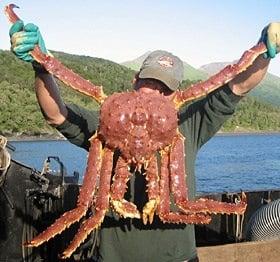 King Crab