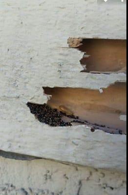 Same window trim damage but here you can see the actual termite in the hollowed out section of the trim.