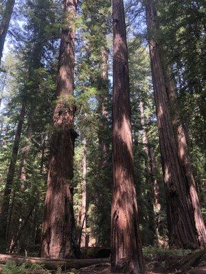 FRM offers forest management services throughout the Coast redwood region