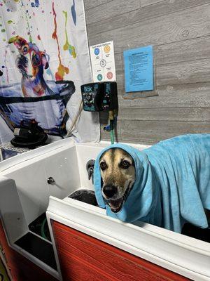 Self serve dog wash