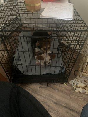 Better at being crated too