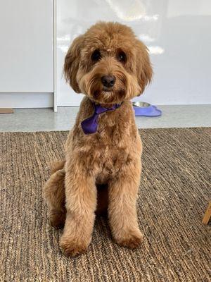 Sasha gets a tie or a bow each time . So cute ! Love her new cut!