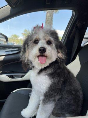 Meet Tilly, 32lb Mini Bernedoodle