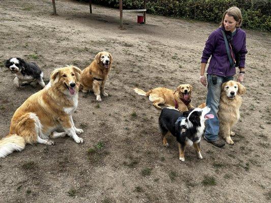 High dog pro ratio to dog groups!