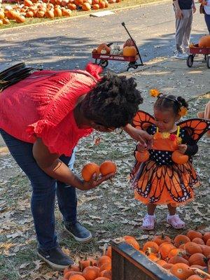 A darling little orange butterfly gets help picking out the perfect pair of mini pumpkins.