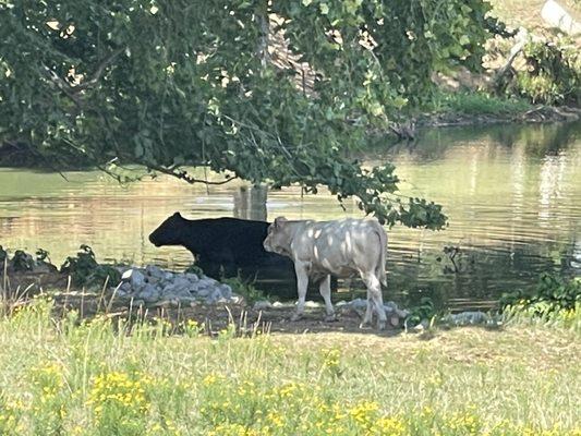 View of the cows near the parking area.