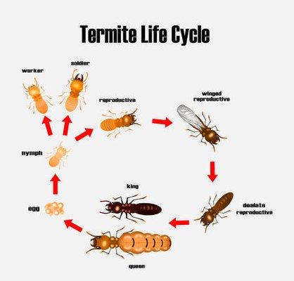 Termite Pest Fumigation - Guaranteed lowest price Santa Cruz County-San Benito County-Alameda County- Monterey County-Santa C...