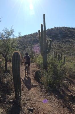 Riding among the majestic Saguaro.