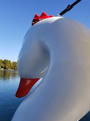 Swan head