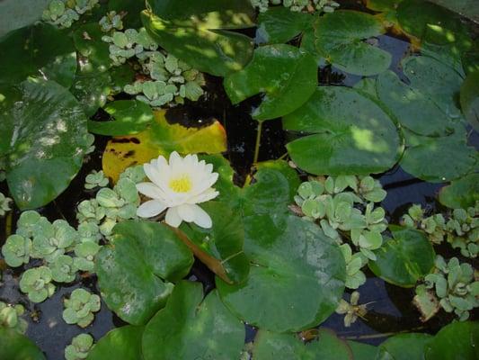 Water lily in our bonsai area.