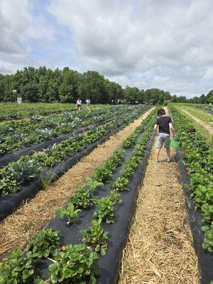 Pick your own strawberries