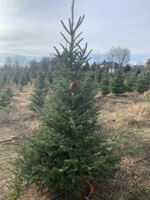 Great selection of Frazer Fir  trees. This tree was $90.