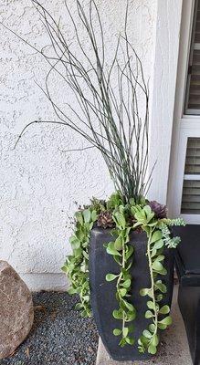 Refreshed plant stand David assisted with selection of succulents.