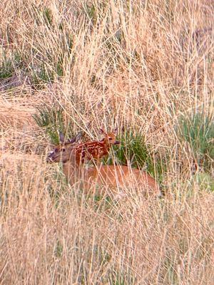 Mule deer mom and baby