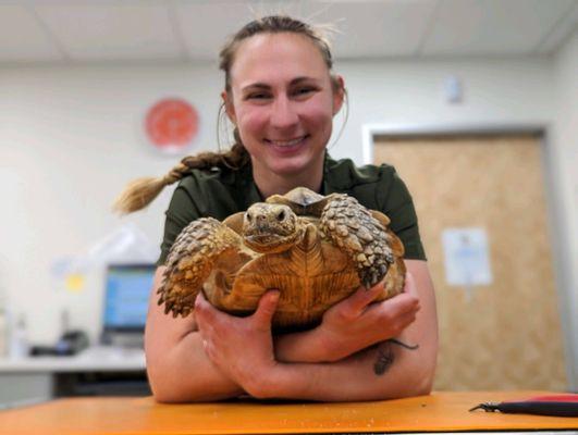 Sulcata tortoise