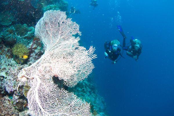 Bunaken Island Park, Sulawesi.