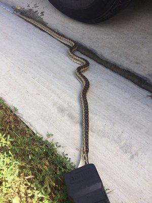 Snake removal