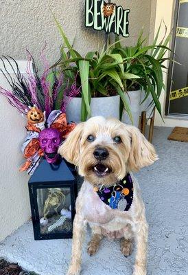 Max with his Ruff Kutz grooming