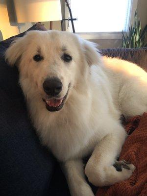 Duke the Great Pyrenees "puppy" freshly groomed