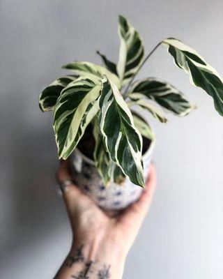 White fusion calathea all house plants are potted