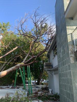 Removing a tree