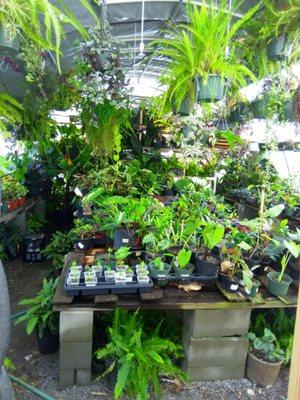 Greenhouse full of treasures