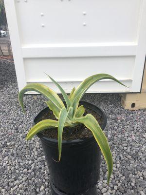 5gal agave vilmorianiana stained glass