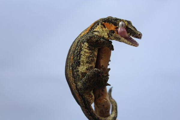 Gargoyle Gecko