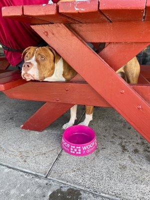 Fresh Water provided for our Furry Friend