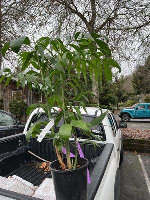 Bamboo Palm getting a new home. :-)