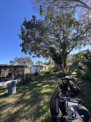 Tree elevation done on live oak