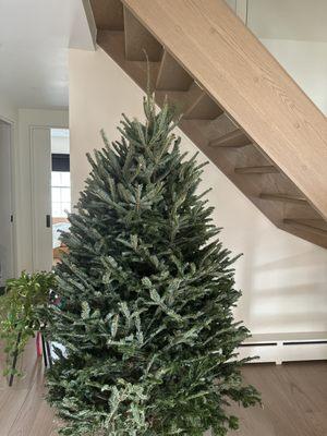 Fraser Fir tree from Canada!