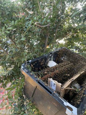 Costco San Bernardino big swarm removal !!!