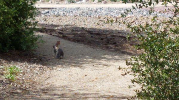 A few days before the Easter Bunny arrives, this bunny arrived at the gardens.