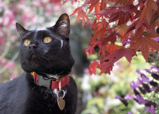 Button is back home enjoying his patio without a (health-related) care in the world.