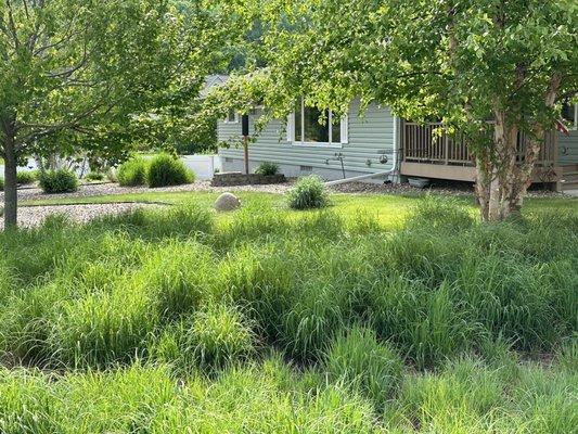 Weed free fescue no mow area