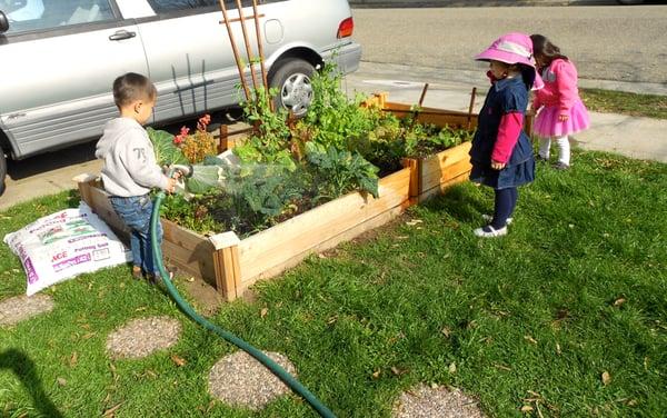 Vegetable garden