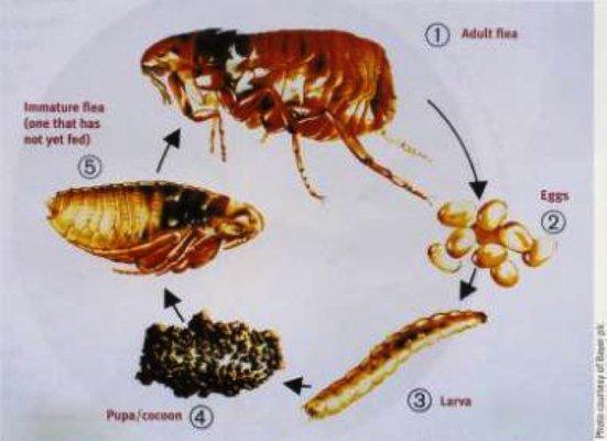 The Flea Life Cycle: If you don't address ALL stages and treat inside and outside, you're fighting a loosing battle. We have the good stuff!