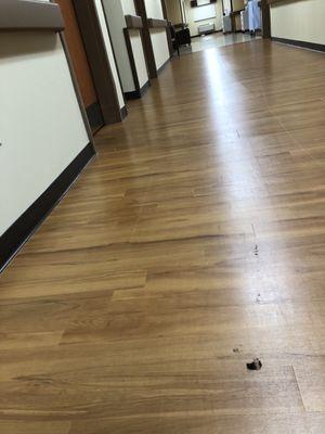 Poop in the hallway.