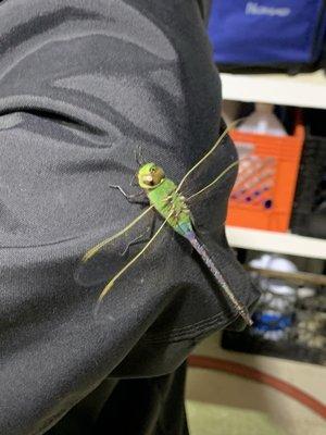 Dragon flys 20 miles off shore, and they are huge!