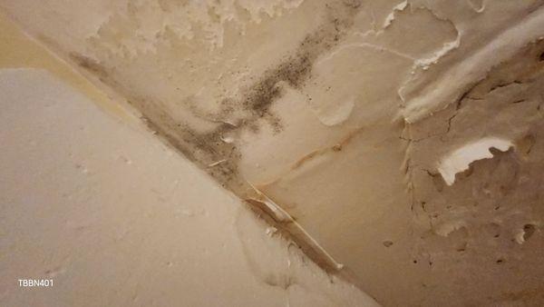 Mold above shower