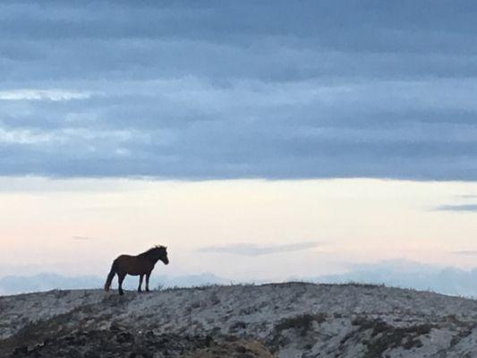 Wild Spanish Pony on Top of Dunes